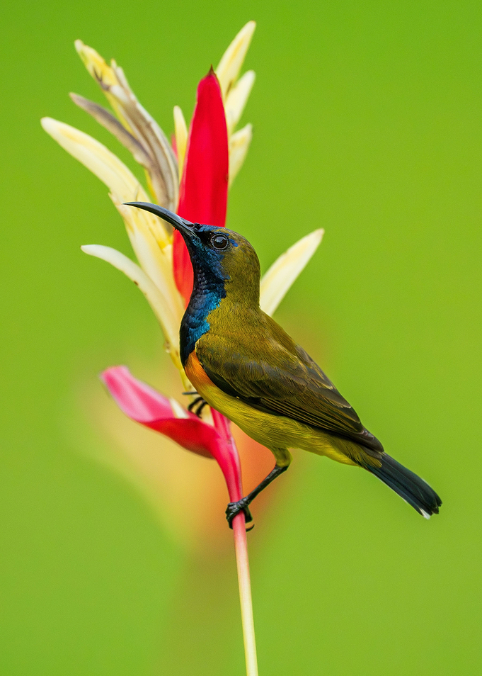 Olive Backed Sunbird