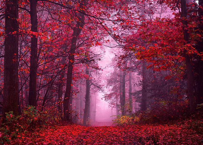Enchanting Autumn Forest