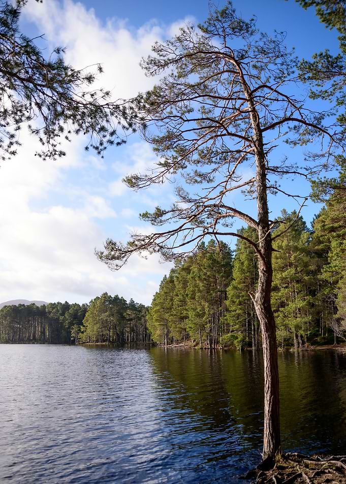 Young Pine Tree