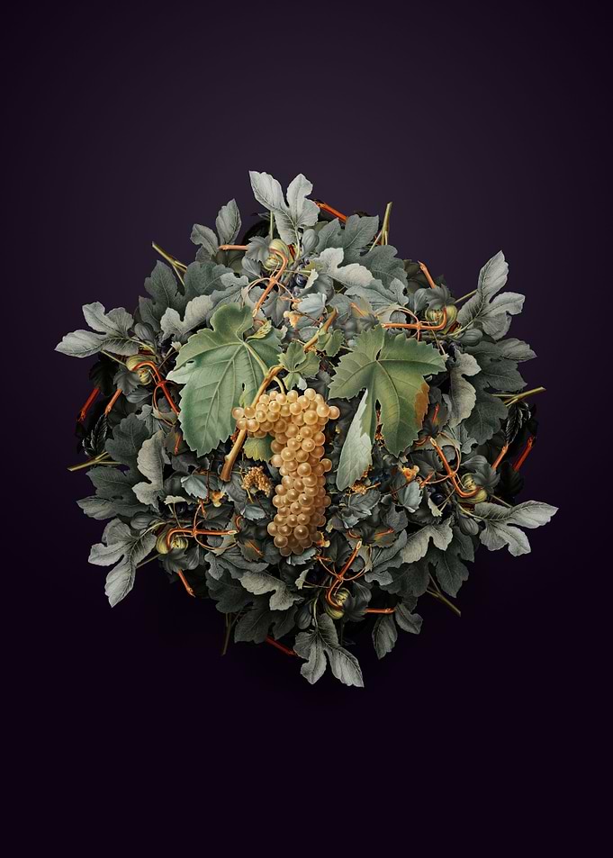 Trebbiano Grapes Wreath