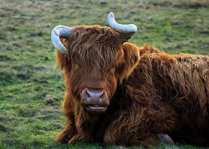 Highland Cow Portrait