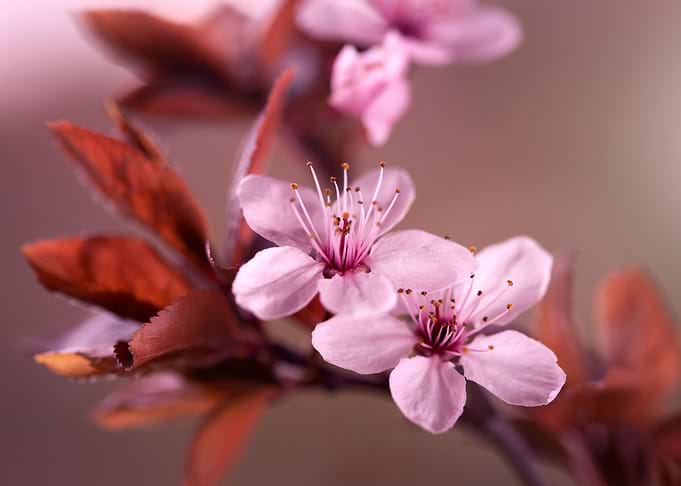 Cherry blossom