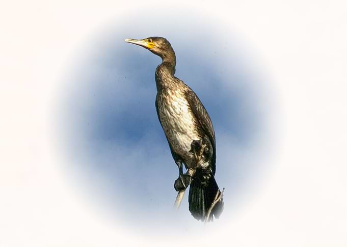 Cormorant