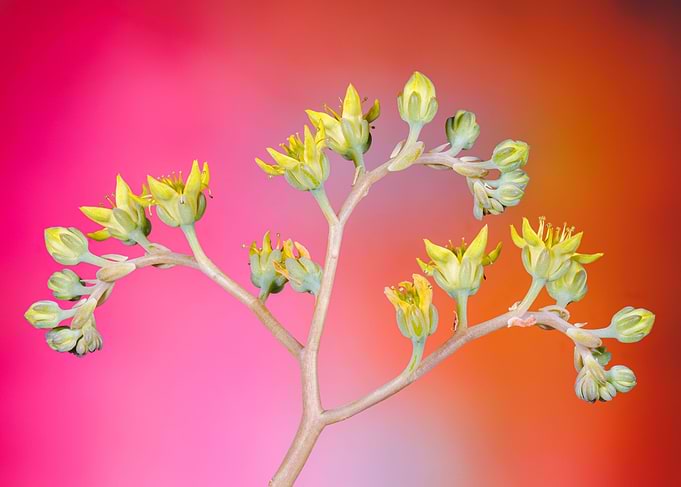 Echeveria succulent
