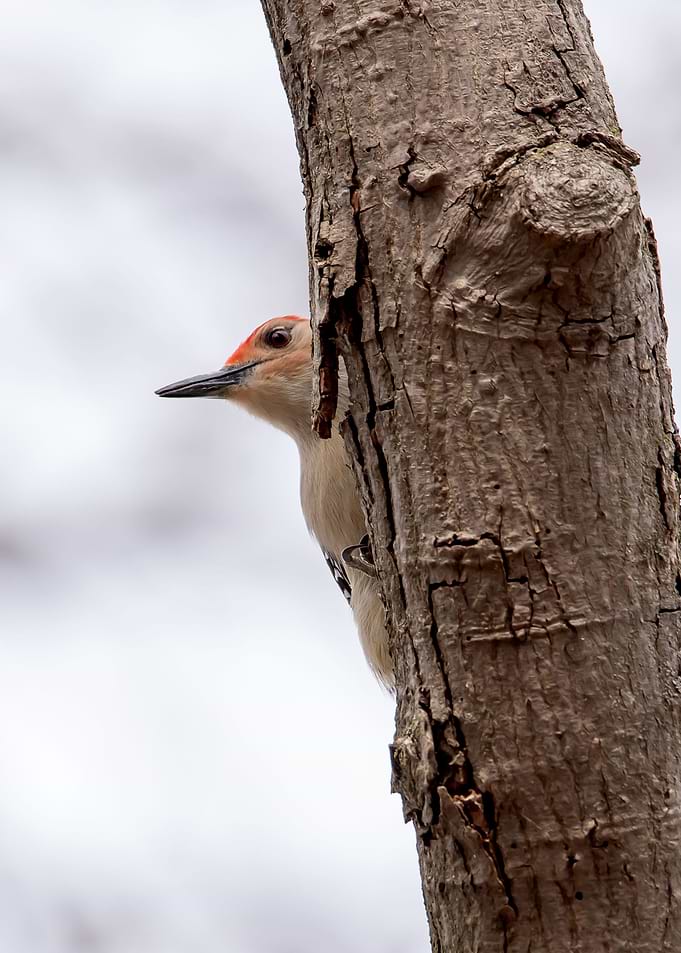 Woodpecker hiding in tree