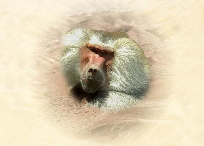 Baboon