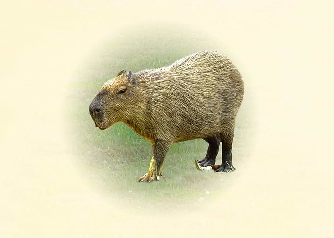 Capybara