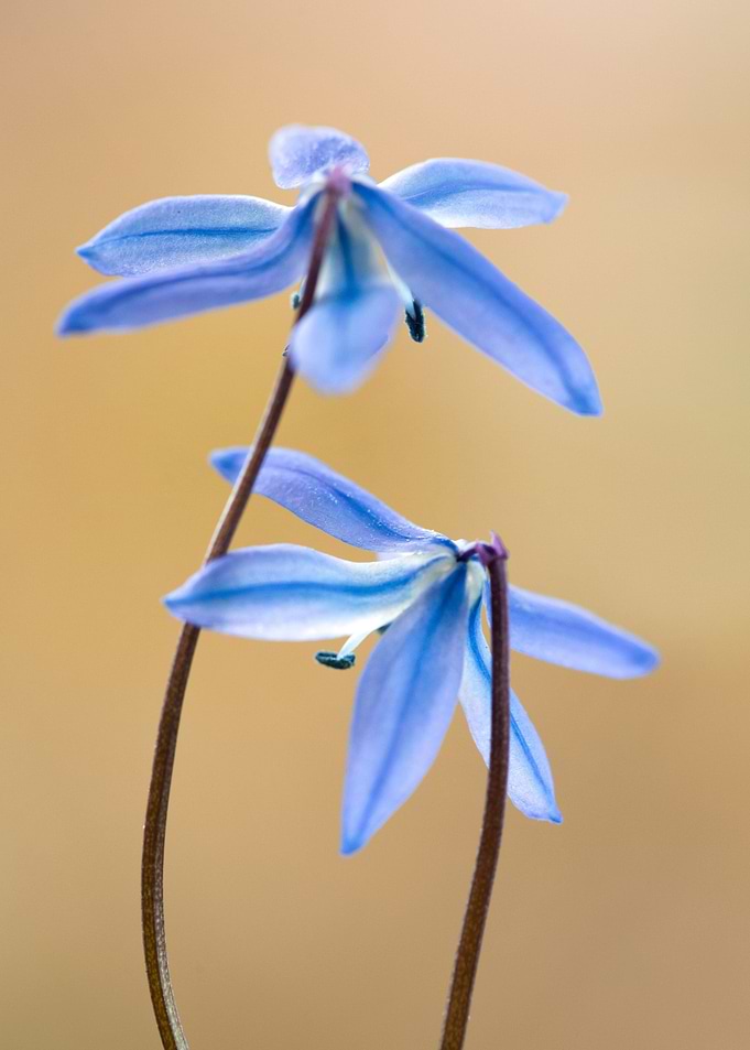 Blue flowers