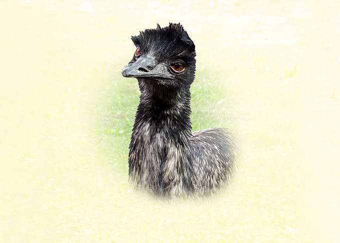 Emu
