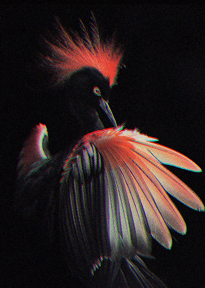 Exotic Birds