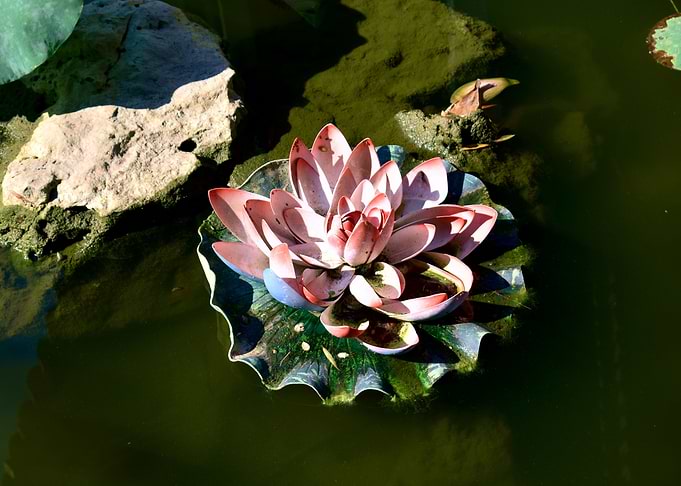 Lotus flower photography