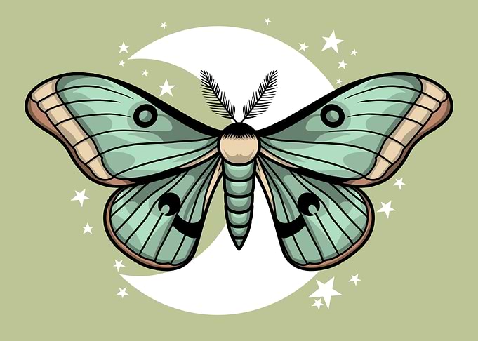 Chinese moon Moth