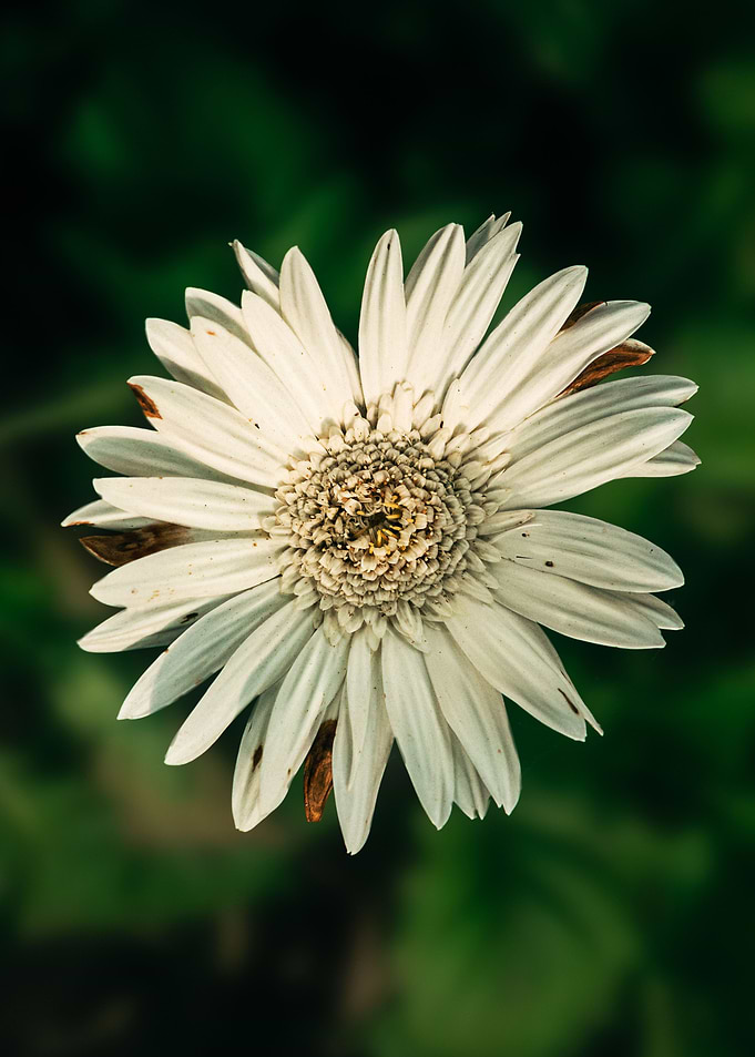 Daisy