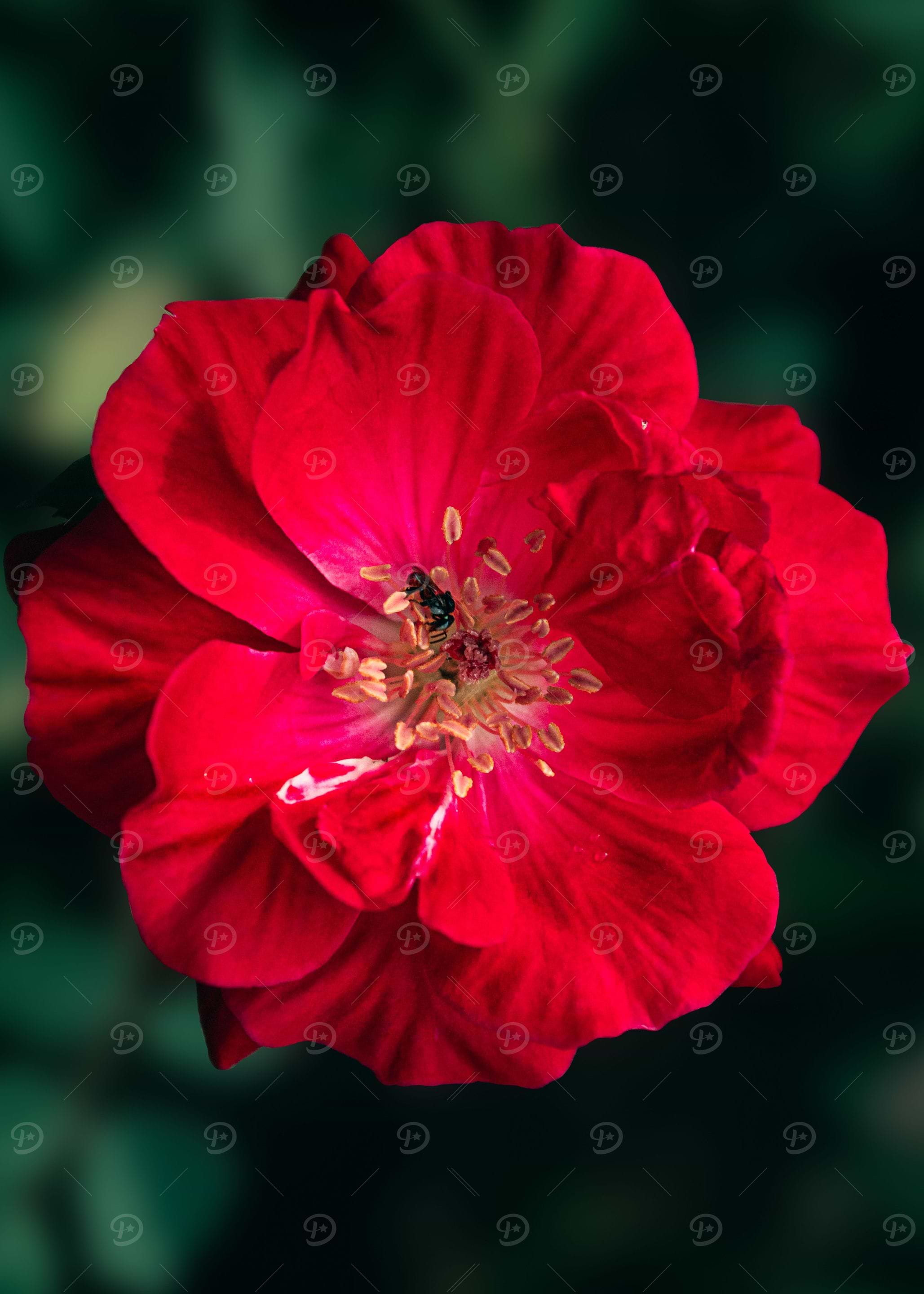 Camellia