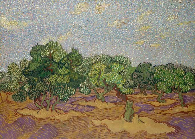 Olive Trees