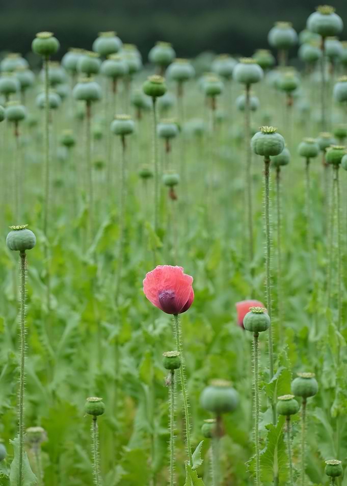 Poppy