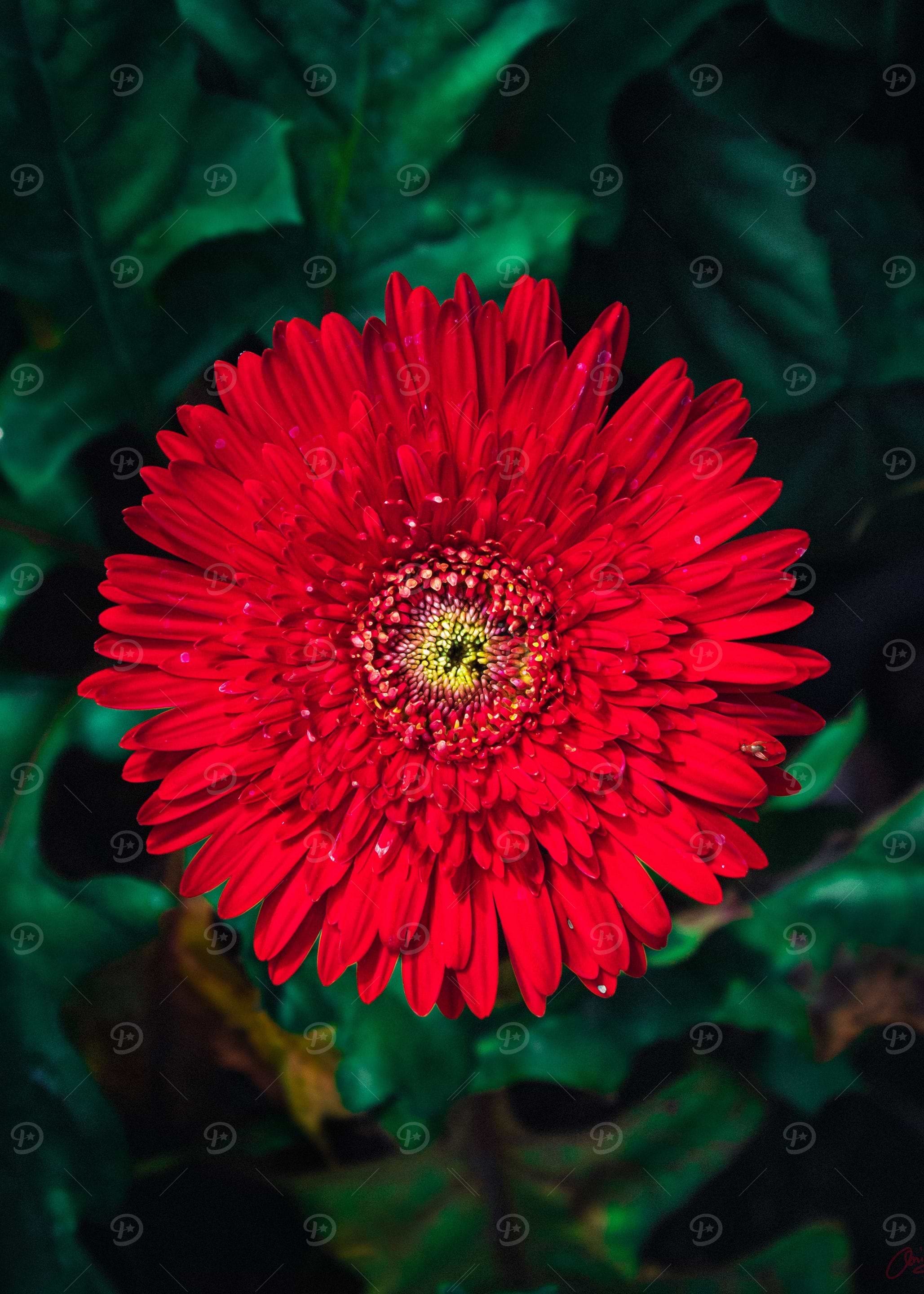 Red Scarlet