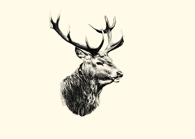 Deer portrait