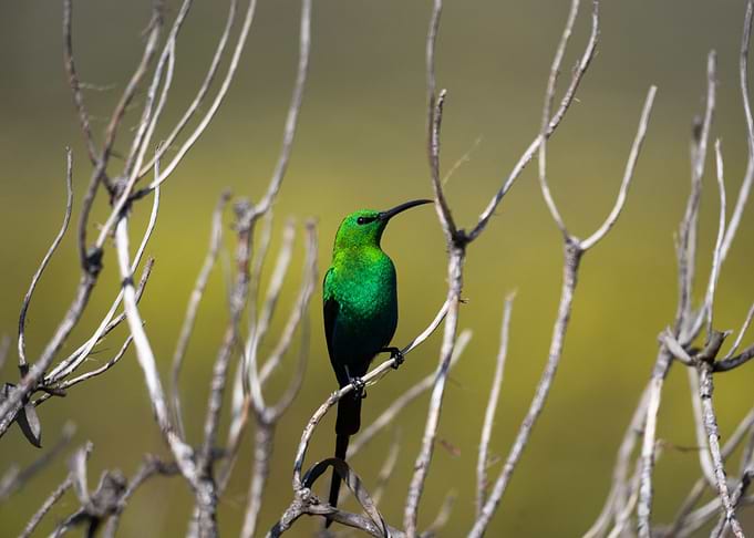 Malachite Sunbird