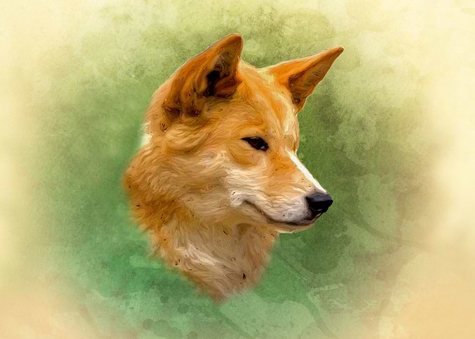 Dingo head