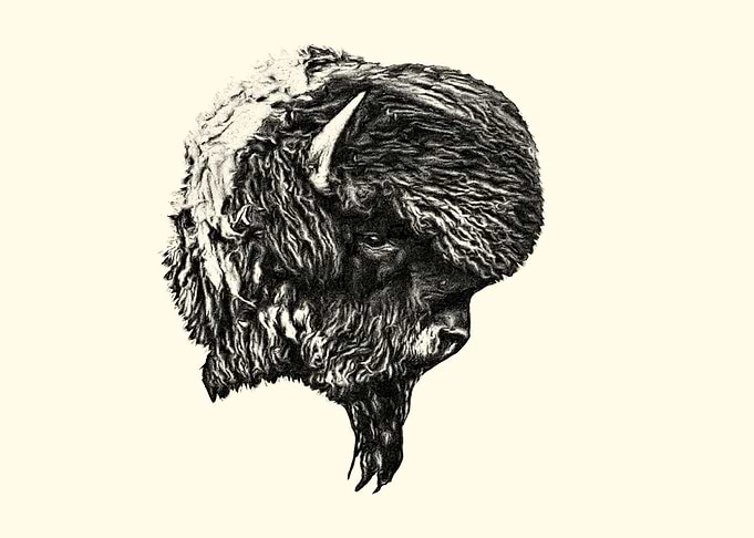 Bison portrait