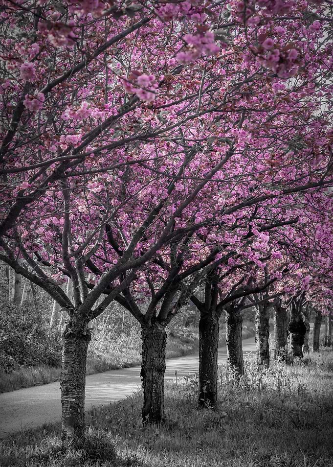 Pink cherry blossom alley