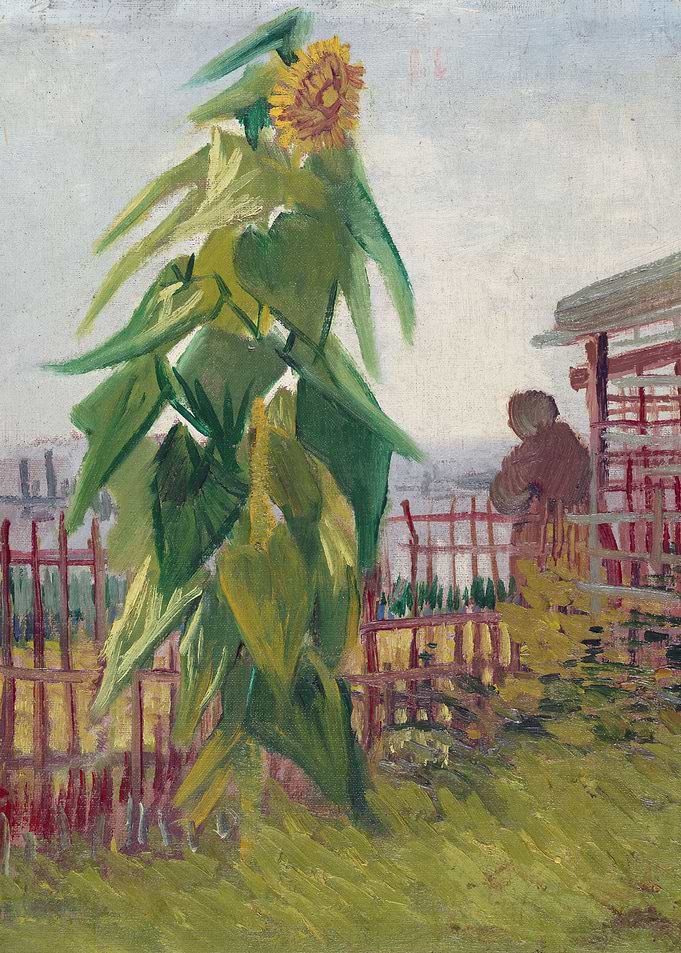 Allotment with Sunflower