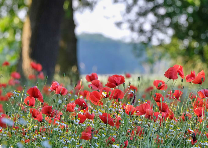 Poppy