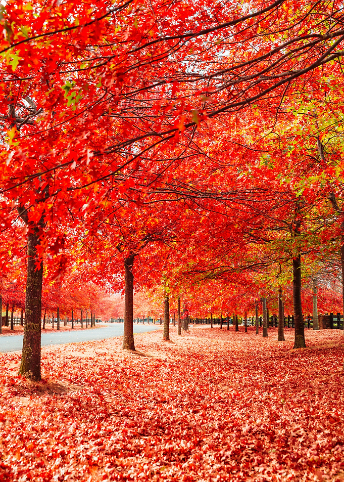 Autumn Lining Streets