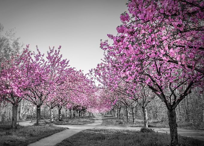Charming Cherry Blossom