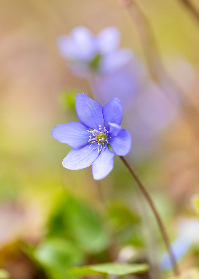 Purple flower spring day