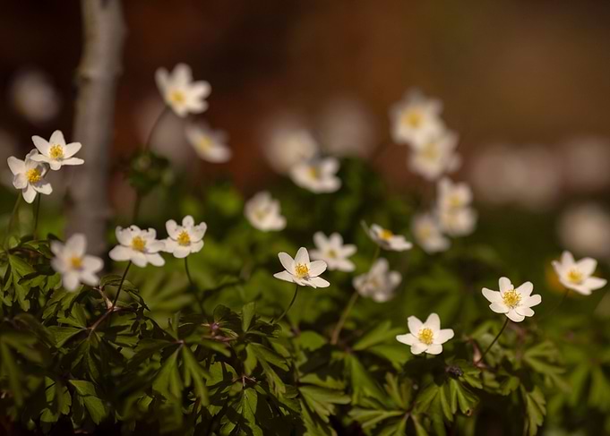 Spring flowers