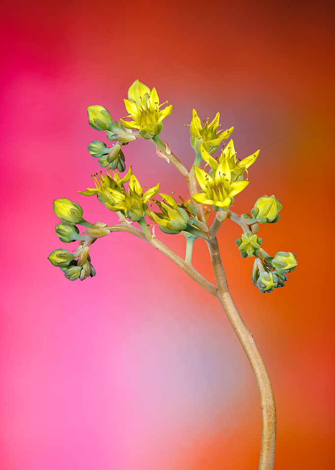 Echeveria succulent