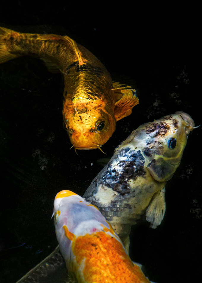fish beauty