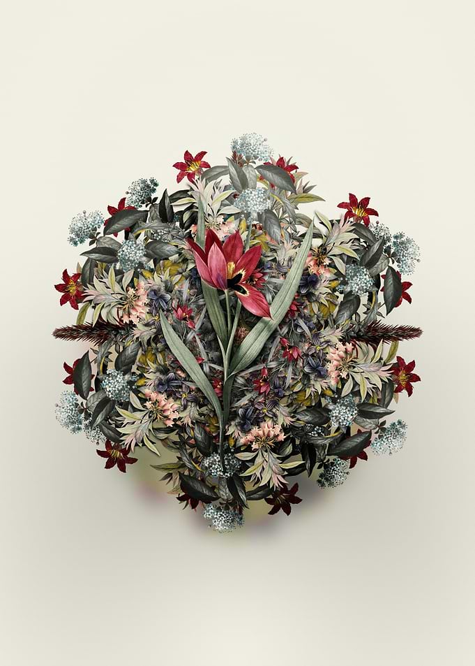 Tulipa Oculus Colis Wreath