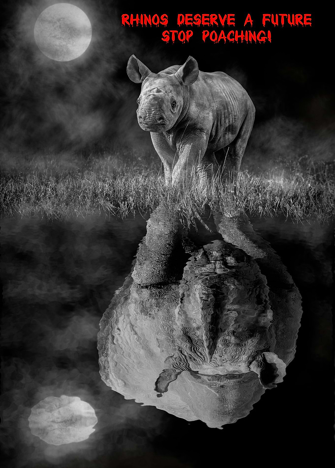 Rhino reflection