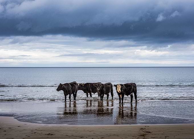 Relaxing cows