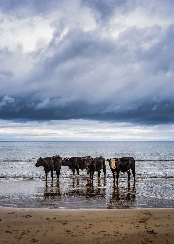 Cows relaxing on the beach