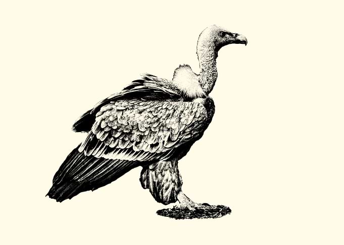 Vulture