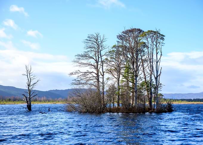 Tree Island