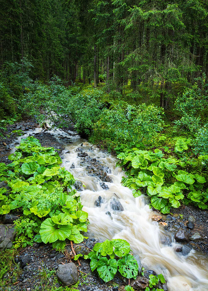 Flow in the woods