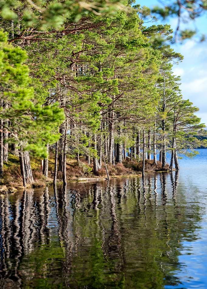 Reflection of Trees
