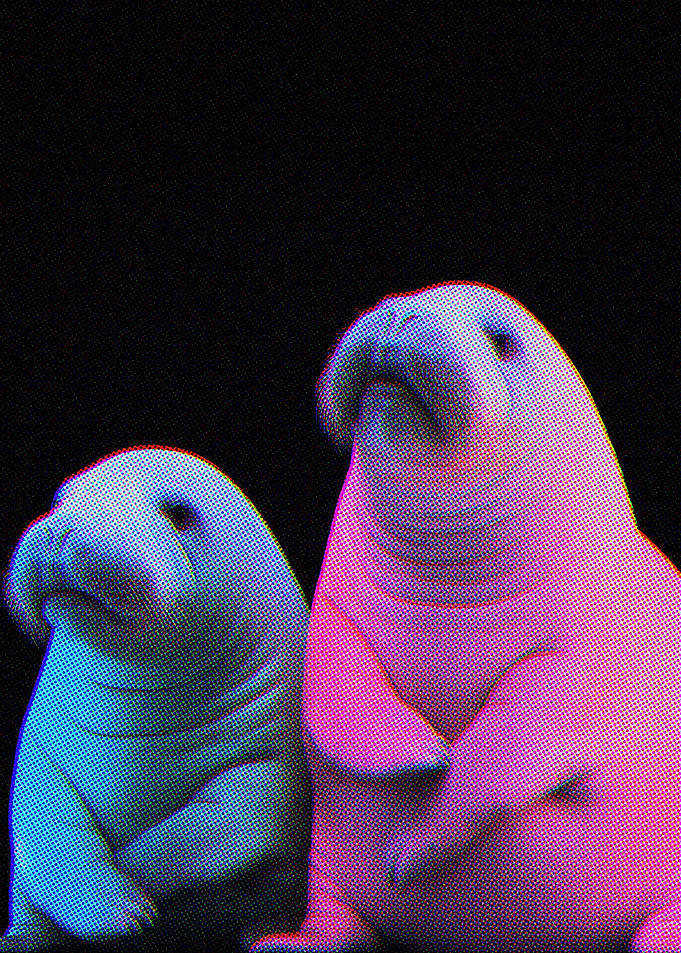 Colorful Cute Seal