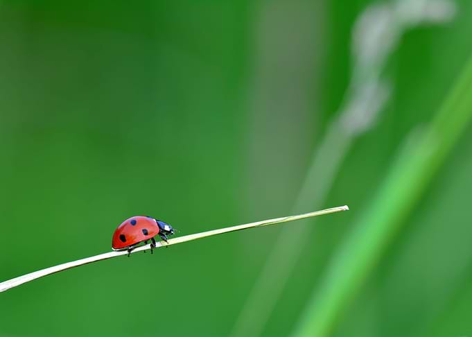 Little ladybug