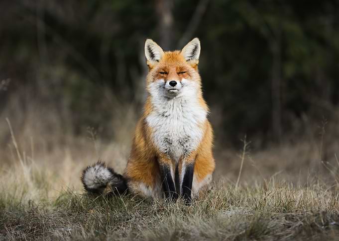 Relaxing Fox