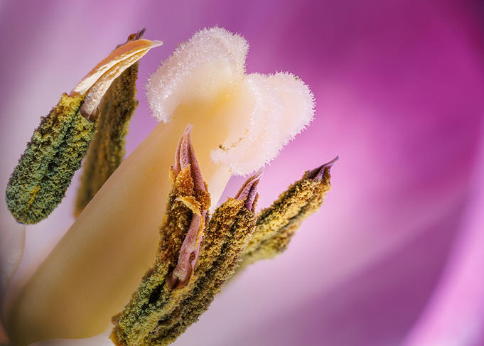 Inside a tulip