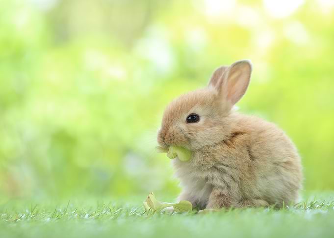 Bunny Eating