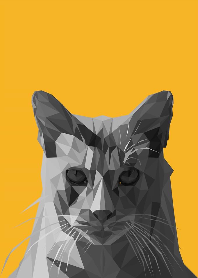 funny cat