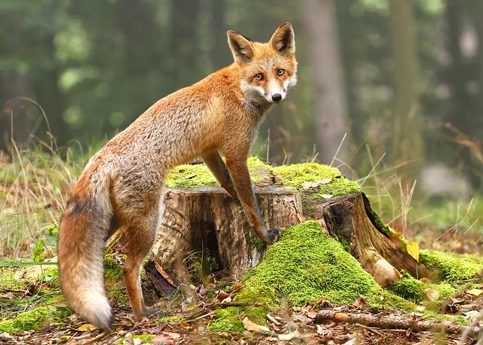 Fox in the Woods