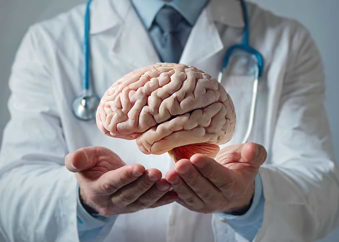 human brain